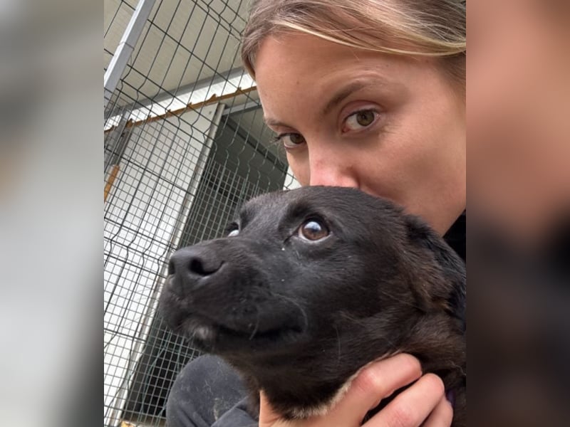 Smoothie - sanfter Bub sucht ruhiges Zuhause!