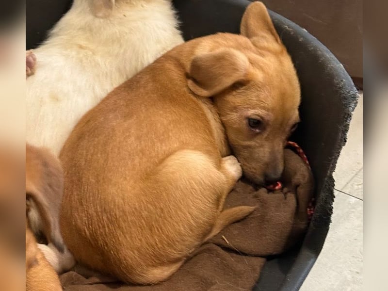Welpenmädchen Minka sucht Zuhause (D/ LUX/ CH)