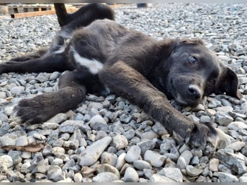 Smoothie - sanfter Bub sucht ruhiges Zuhause!