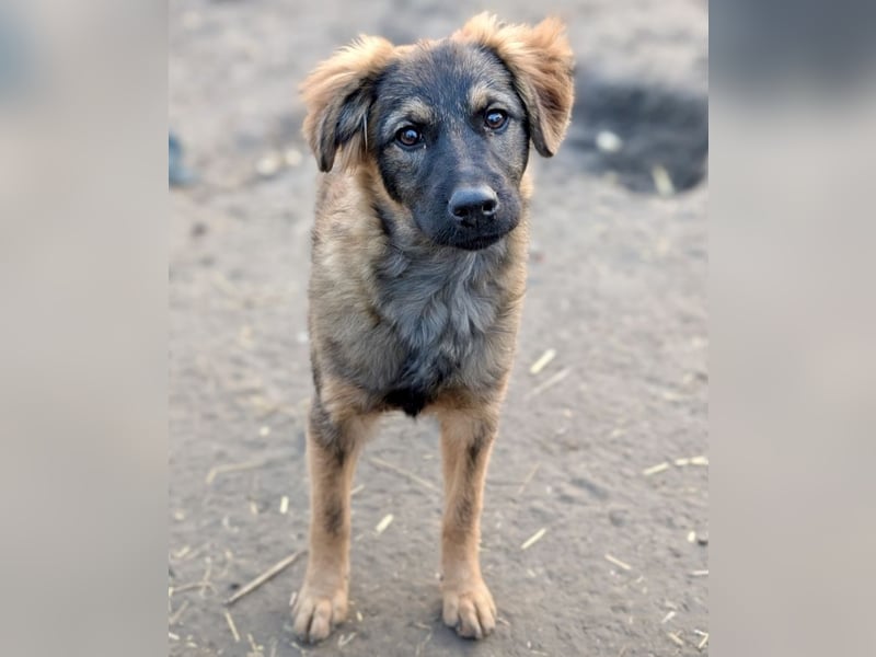 Ayla - fein und sensibel