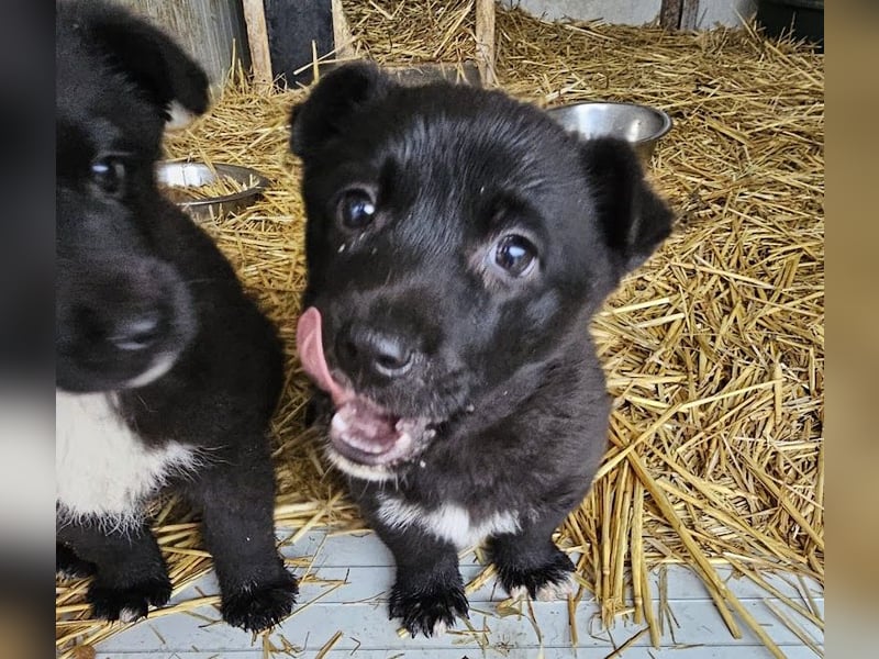 Welpenmädchen Pepper sucht Dosenöffner (D/ LUX/ CH)