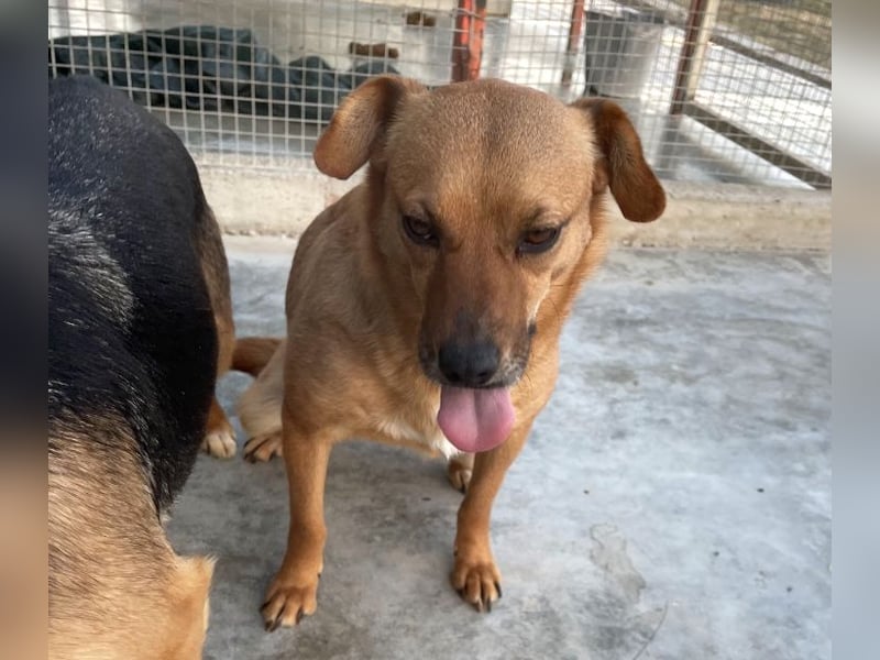 Elly - in Hamburg auf Pflegestelle