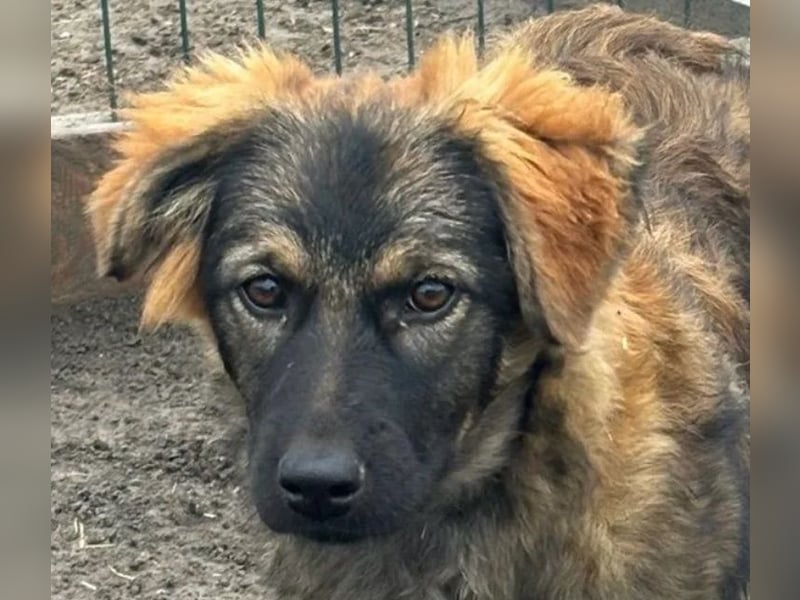 Ayla - sensibles Hundemädchen