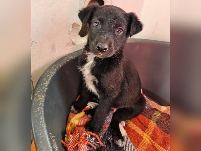 Welpenbub Rudi sucht Familie ♥️