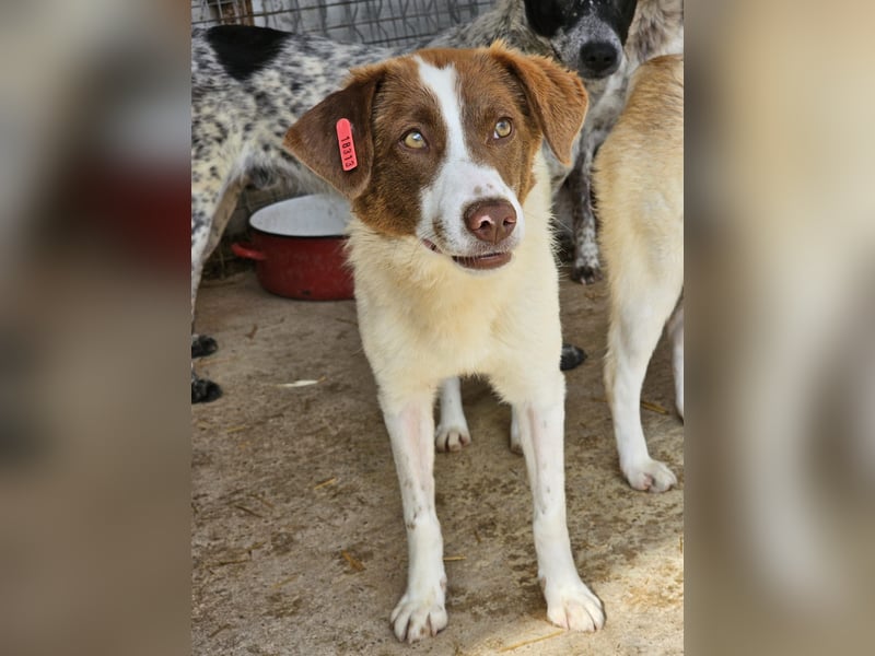Junghündin Lucy sucht Zuhause (D/CH)