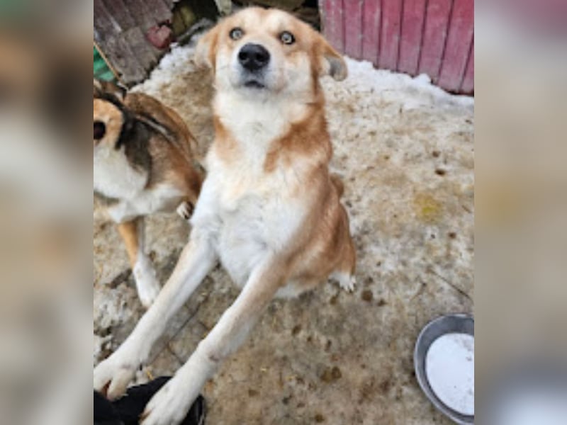 Schmusebacke Ruba - aus der Tötung gerettet