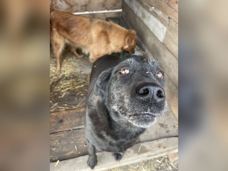 Groh sucht Zuhause mit Freundin Lucky