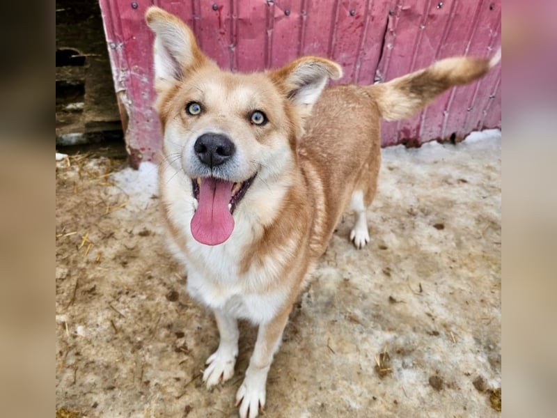 Schmusebacke Ruba - aus der Tötung gerettet