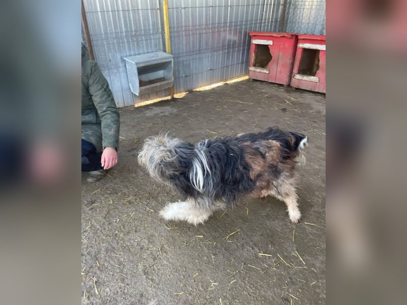 Izzy - fröhlicher Flummi