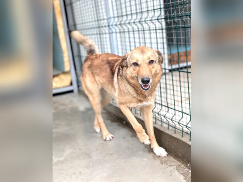 Pebbels - sanfte, liebevolle, treu Hündin (Vermittlung bundesweit)