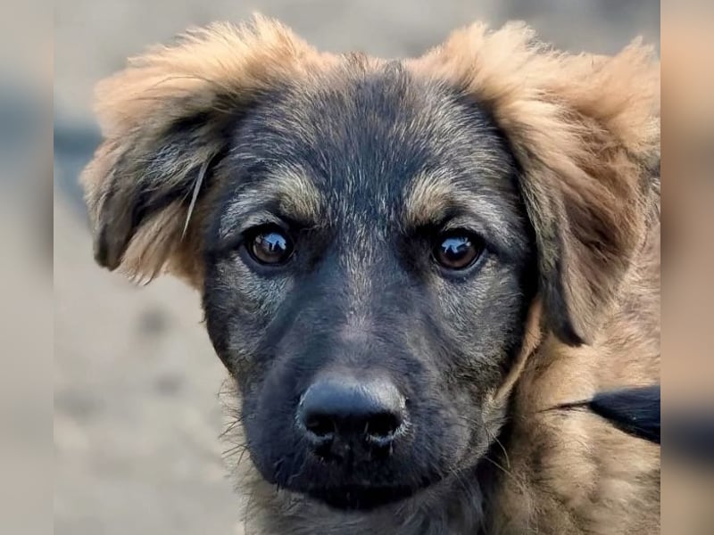 Ayla - fein und sensibel