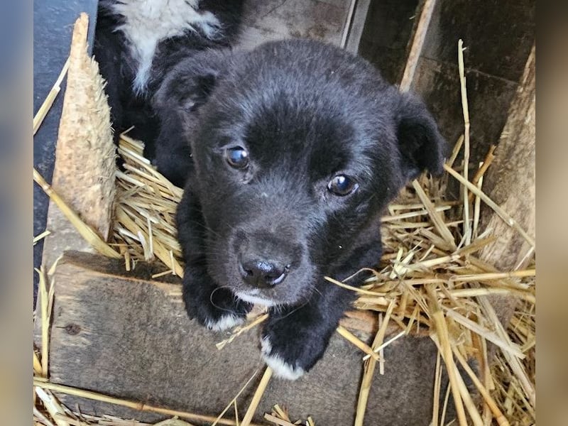 Welpenmädchen Pepper sucht Dosenöffner (D/ LUX/ CH)