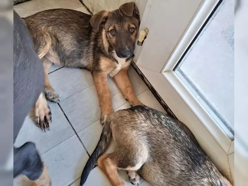 Zuckersüßes Welpenmädchen Caja sucht Zuhause (D/CH/LUX)
