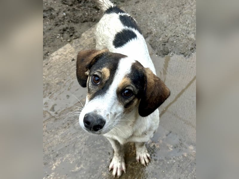 Jampa - lieber, freundlicher Bub!