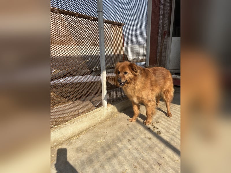 Hündin Lucky sucht Zuhause mit Freundin Groh