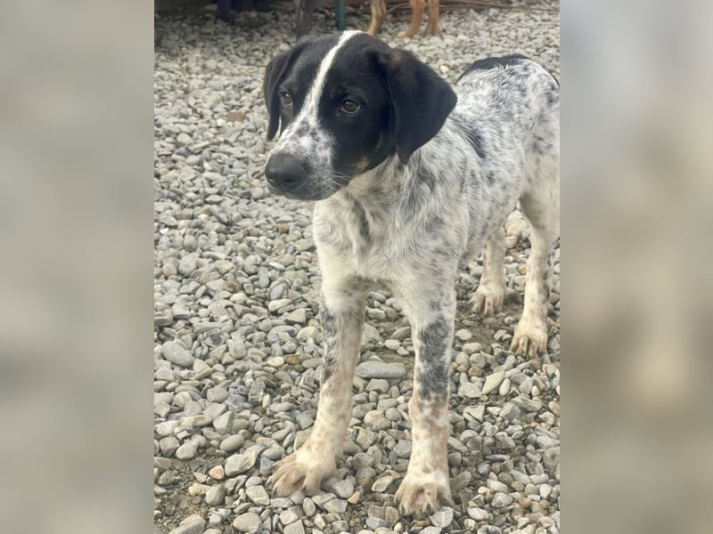 Sancho - tapferer Welpenbub