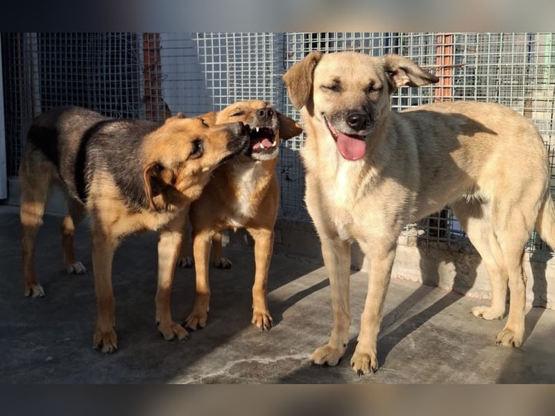 Kiko sucht ein Zuhause