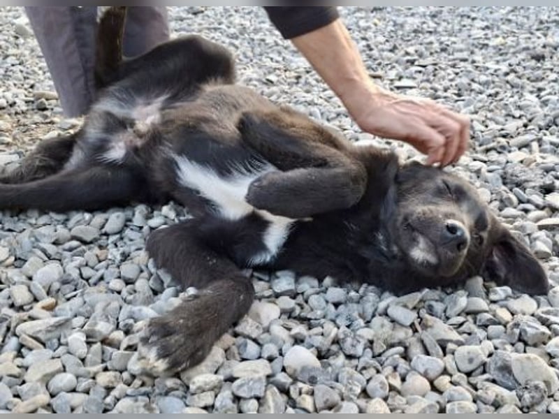 Smoothie - sanfter Bub sucht ruhiges Zuhause!