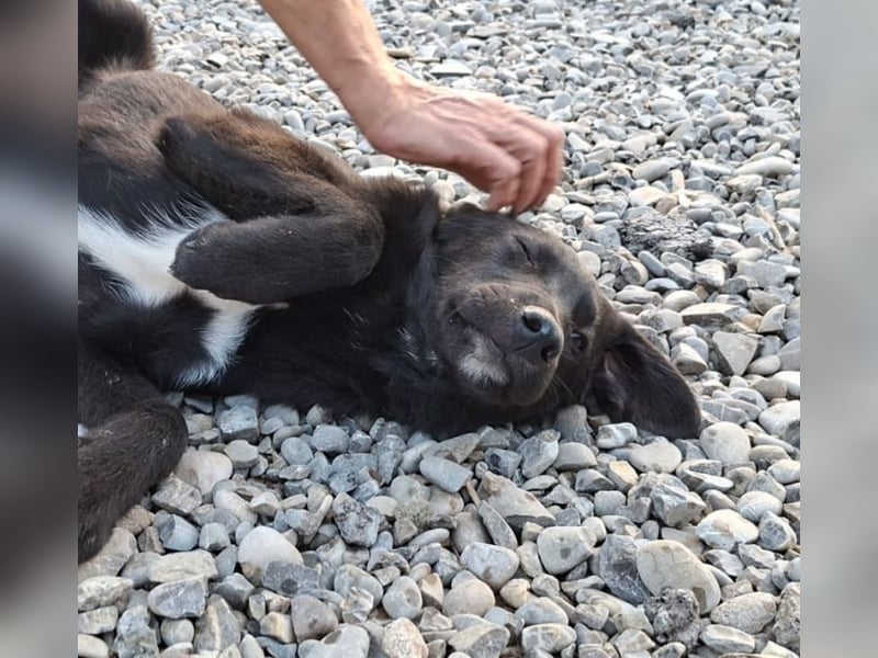 Smoothie - sanfter Bub sucht ruhiges Zuhause!