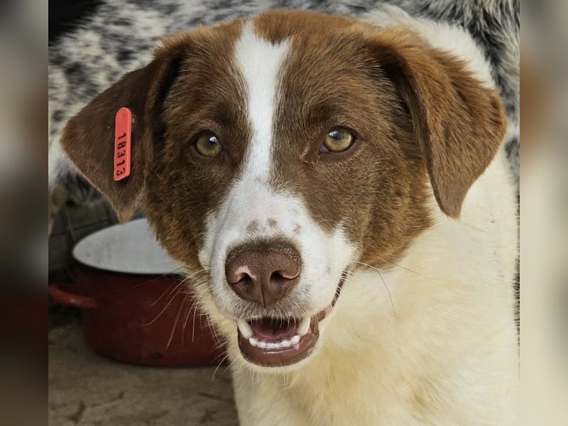 Junghündin Lucy sucht Zuhause (D/CH)