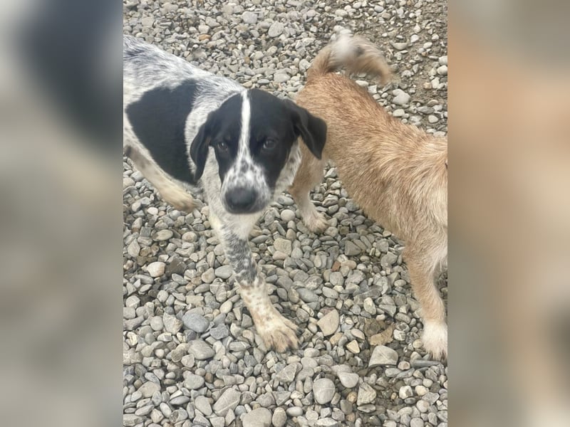 Sancho - tapferer Welpenbub