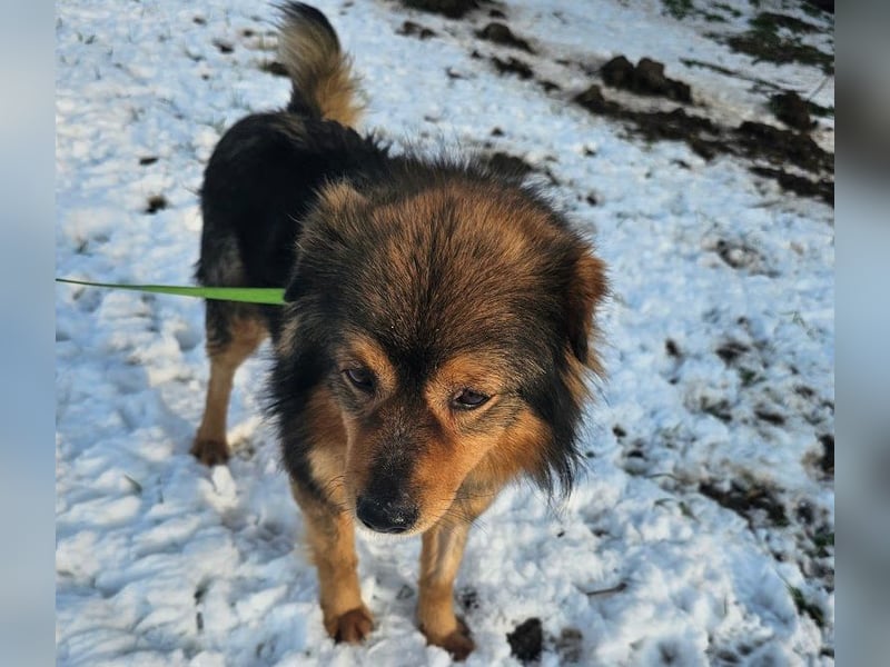 Brownie - lieber 3-jähriger Kettenhund sucht Körbchen!