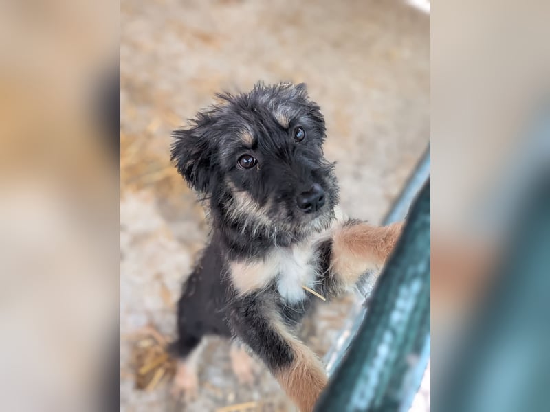 Welpenmädchen Akita sucht eine Familie (deutschlandweit)