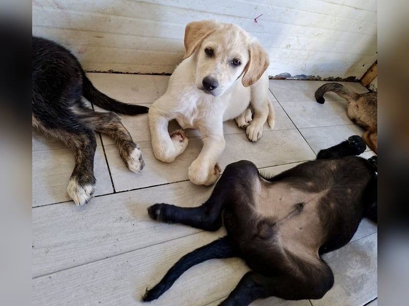 Welpe Colt - verspielt, freundlich, neugierig
