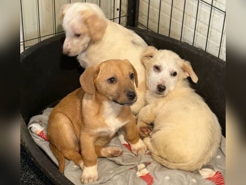 Welpenmädchen Minka sucht Zuhause (D/ LUX/ CH)