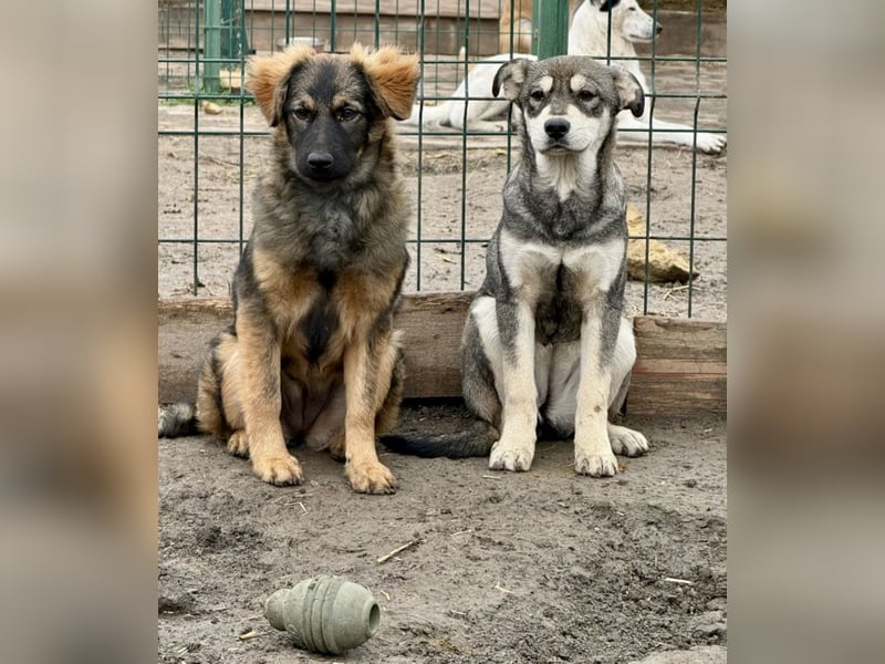 Ayla - fein und sensibel