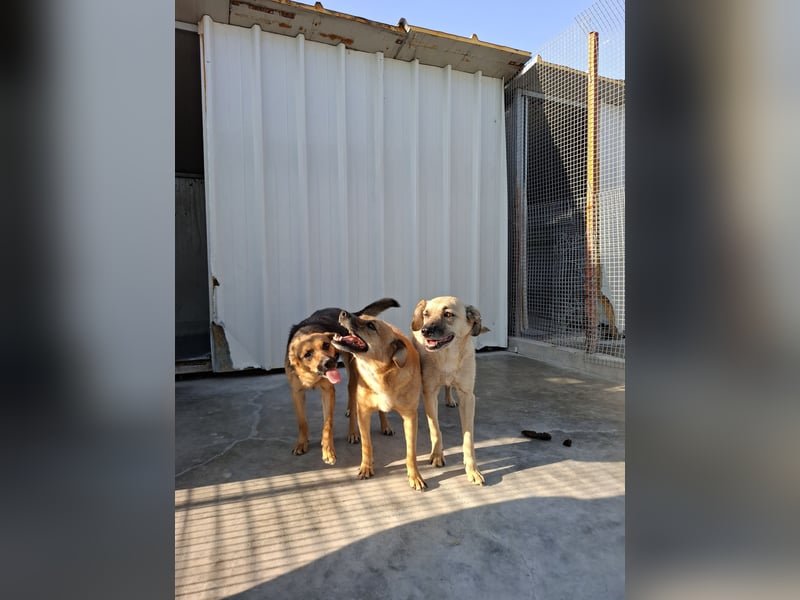 Kiko sucht ein Zuhause