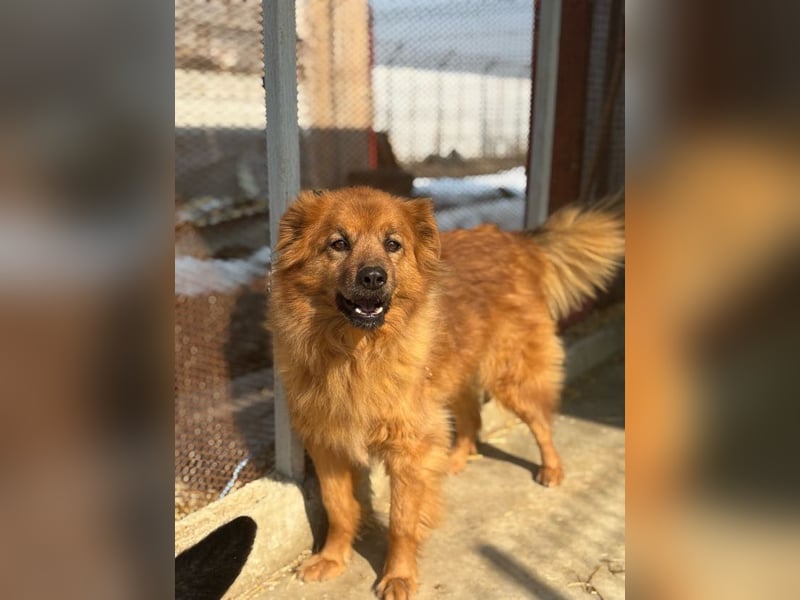 Hündin Lucky sucht Zuhause mit Freundin Groh
