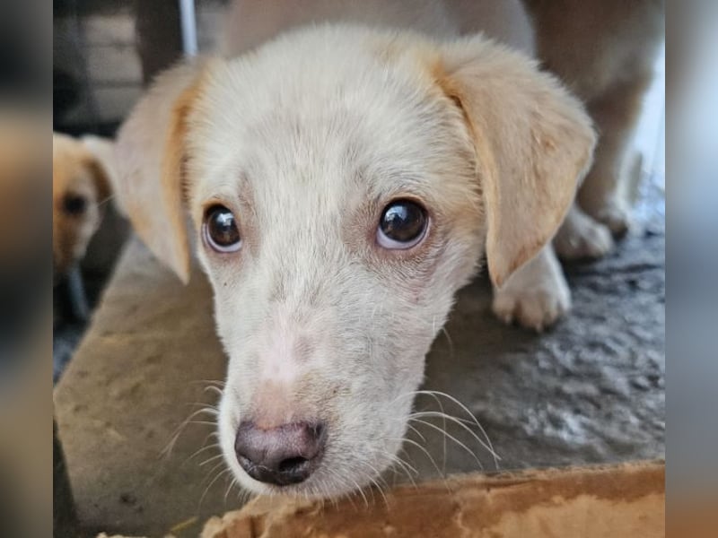 Schüchternes Welpenmädchen Anka