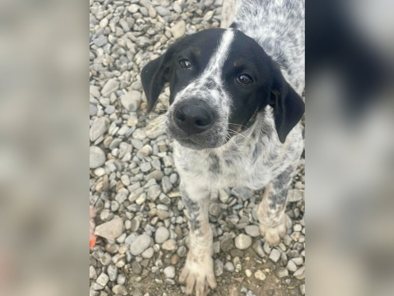 Sancho - tapferer Welpenbub