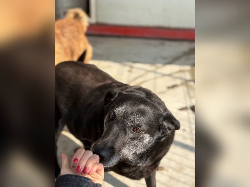 Groh sucht Zuhause mit Freundin Lucky