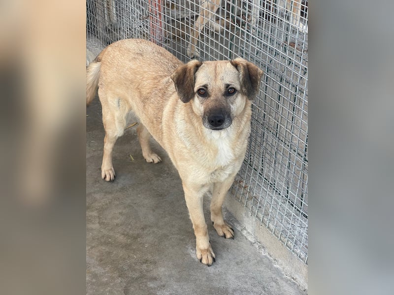 Kiko sucht ein Zuhause