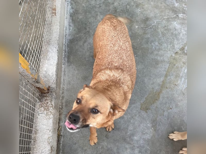 Elly - in Hamburg auf Pflegestelle