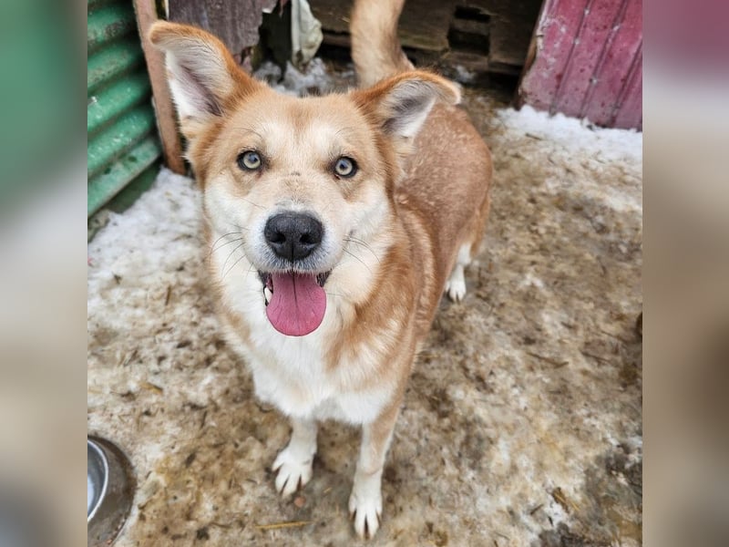 Schmusebacke Ruba - aus der Tötung gerettet