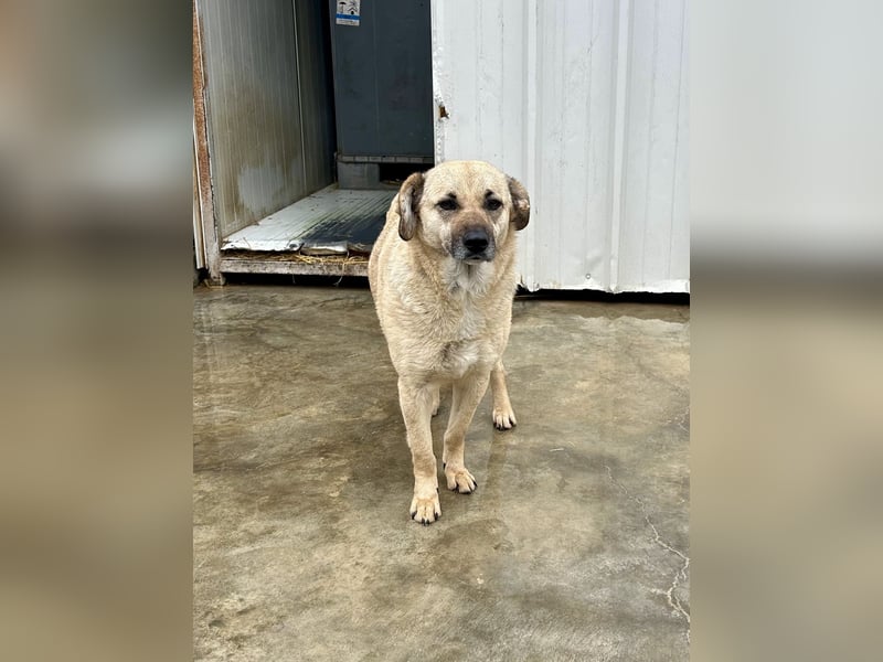 Kiko sucht ein Zuhause