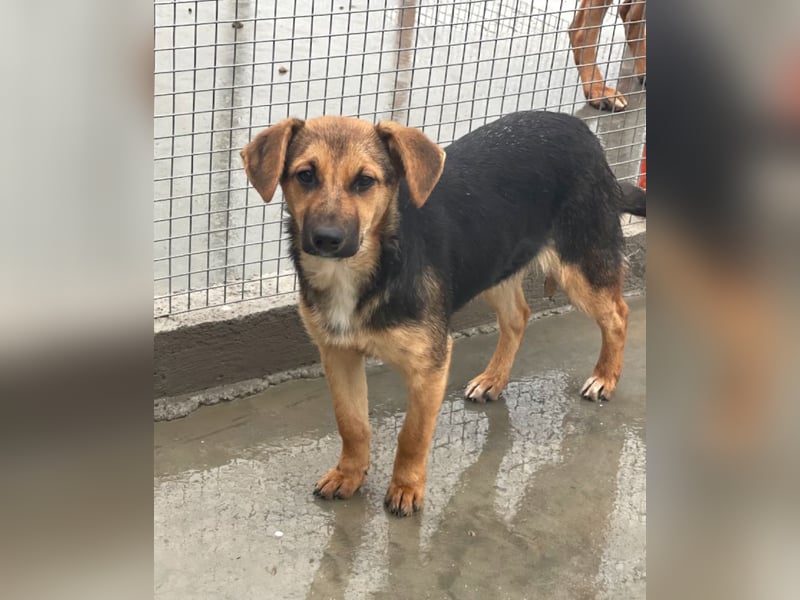 Luna - sanfte, zurückhaltende, junge Hündin sucht „ihre“ Menschen