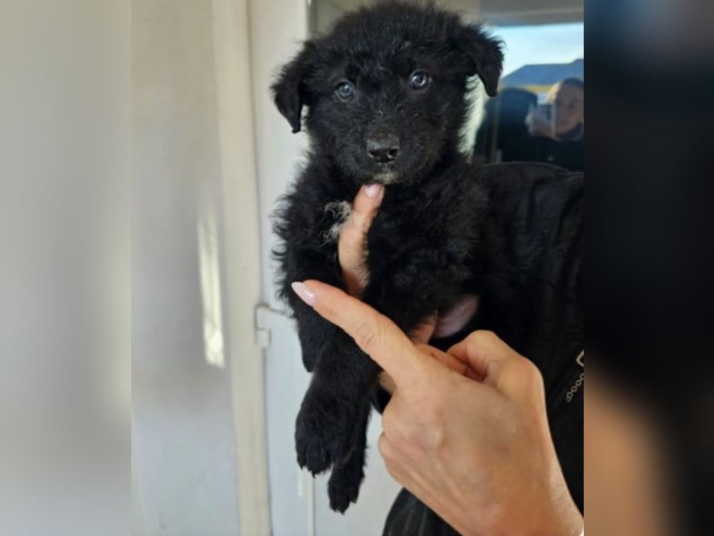 In Luxemburg: Welpe Mads verliert sein Zuhause