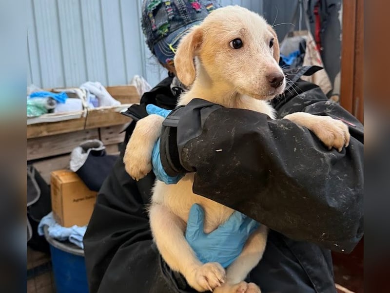 Schüchternes Welpenmädchen Anka