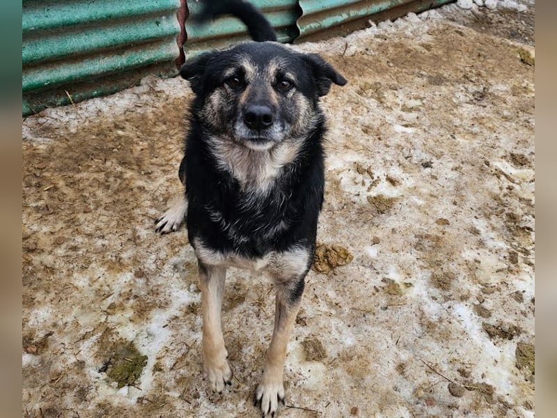 Bounty - sanfte Hündin aus der Tötung sucht Liebe!