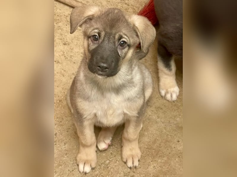 Welpenmädchen Abby sehnt sich nach ihrer Familie