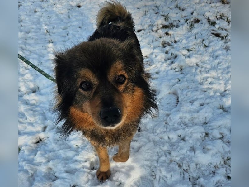 Brownie - lieber 3-jähriger Kettenhund sucht Körbchen!