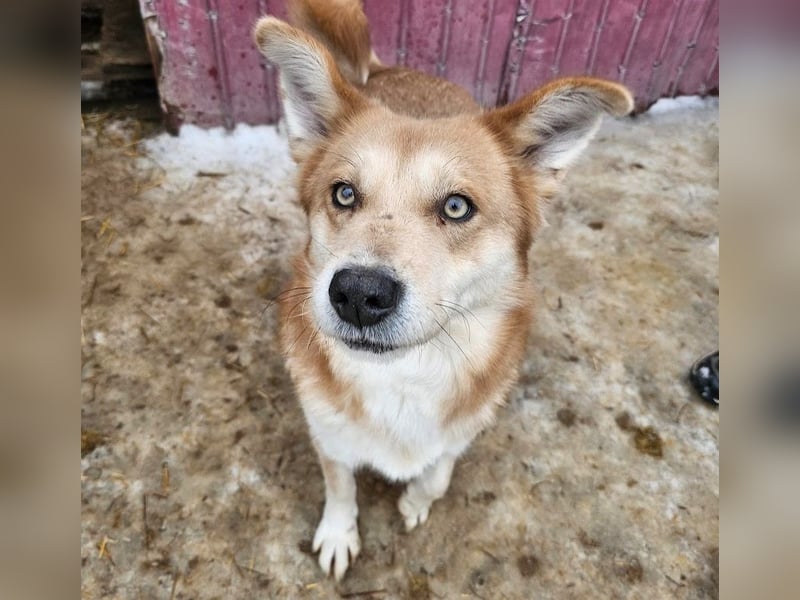 Schmusebacke Ruba - aus der Tötung gerettet