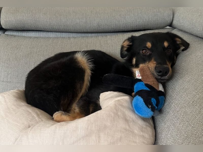 Bobby - auf Pflegestelle in Luxemburg