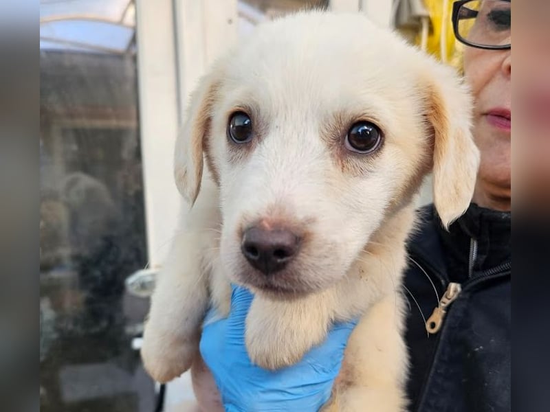 Zurückhaltendes Welpenmädchen Kimby