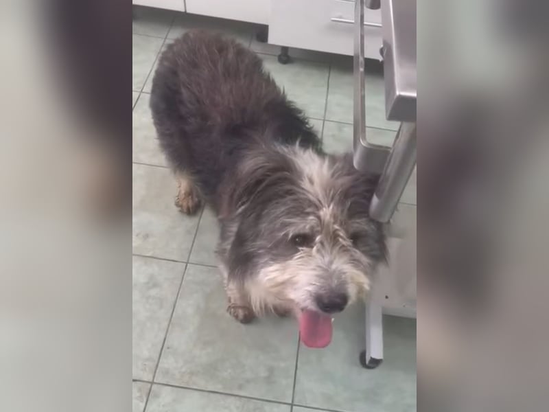 Petzi - kleiner Überlebenskünstler