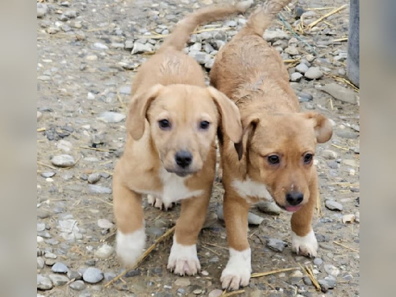 Welpenmädchen Minka sucht Zuhause (D/ LUX/ CH)